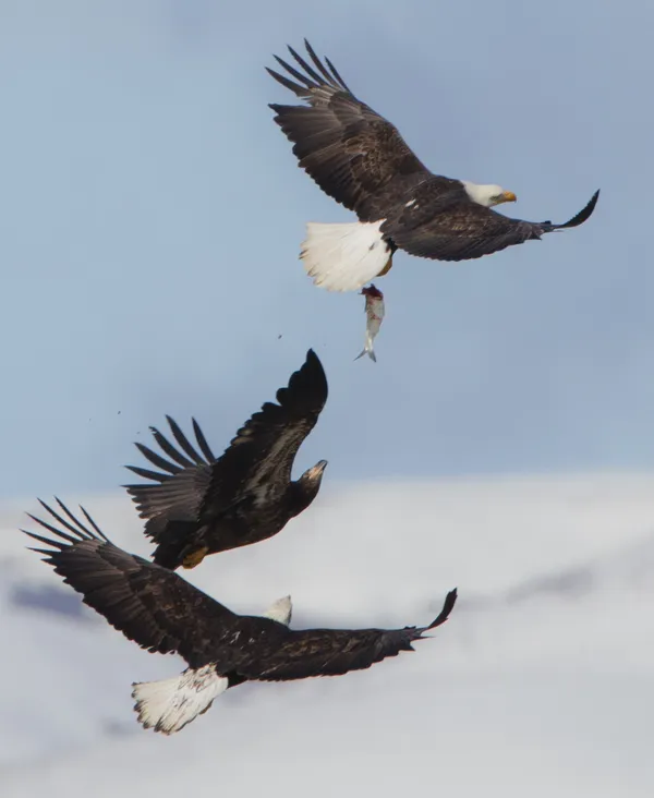 Two more Eagles chasing another Bald Eagle while dropping parts of the Fish. thumbnail