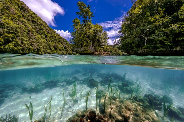 Jungle above and below thumbnail