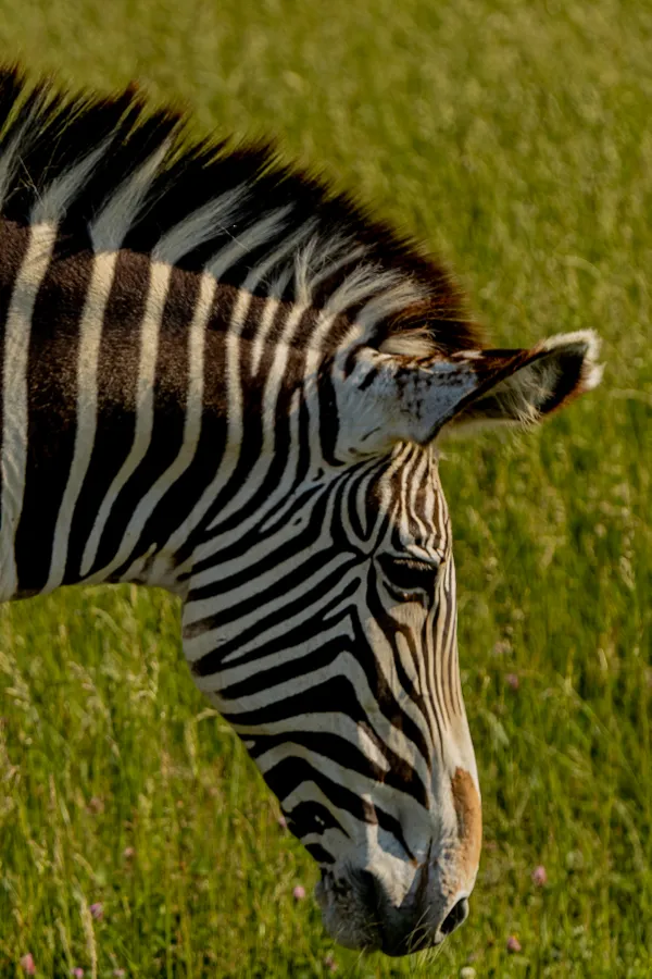 Zebra Portrait thumbnail