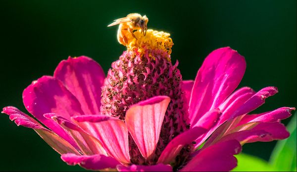 Bee and Zinnia thumbnail