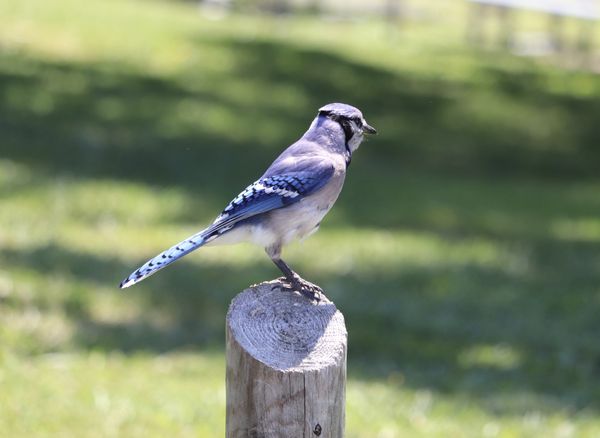 Blue jay on a fence post thumbnail