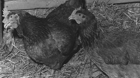 Not officially on the guest list for Richard Nixon’s 1973 inaugural ball, this chicken decided to check out the scene anyway. Courtesy of the Smithsonian Institution Archives