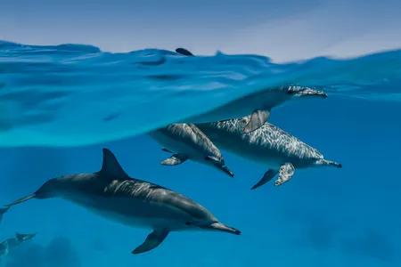 Spinner dolphins swim in the Red Sea. Research has shown some dolphins are shy, while others are extroverted.