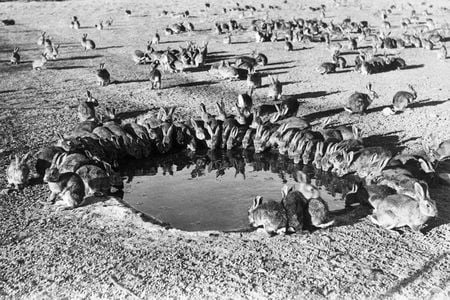 Australia is home to roughly 200 million rabbits, which are not native to the country and damage crops and ecosystems.&nbsp;