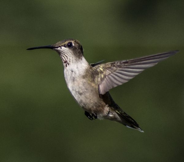 Hummingbird In Flight thumbnail