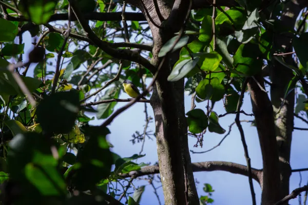 Yellow in the Shade thumbnail