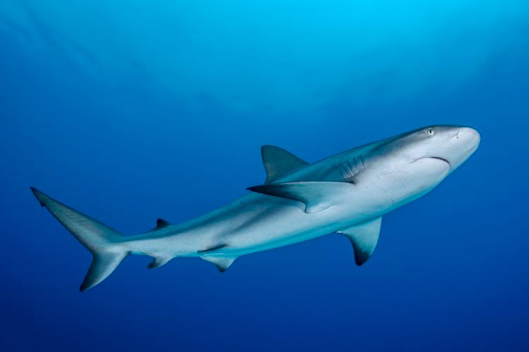 Caribbean reef shark