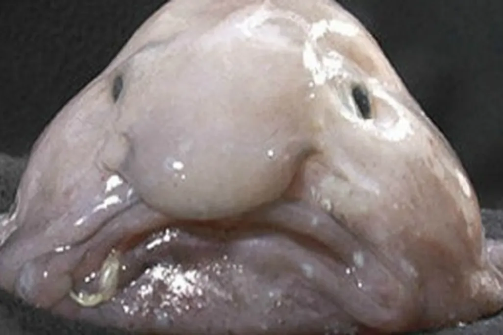 Poor sad blobfish, voted the world’s ugliest animal.