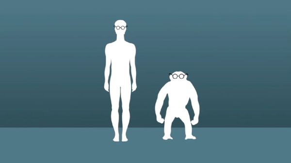 Preview thumbnail for TweenTribune: Can Chimps Be Genetically Engineered to Be Like Humans?