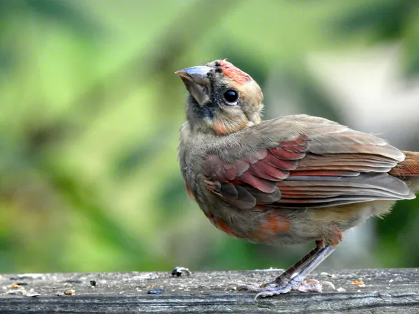 Young Cardinal thumbnail