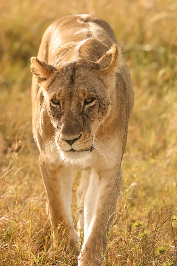 Lioness walking through the long grass of the Masai Mara, Kenya thumbnail