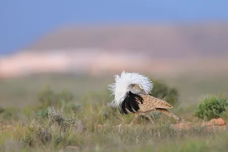 A male houbara bustard putting on an infinitely sexy "booming" display to impress the ladies. 