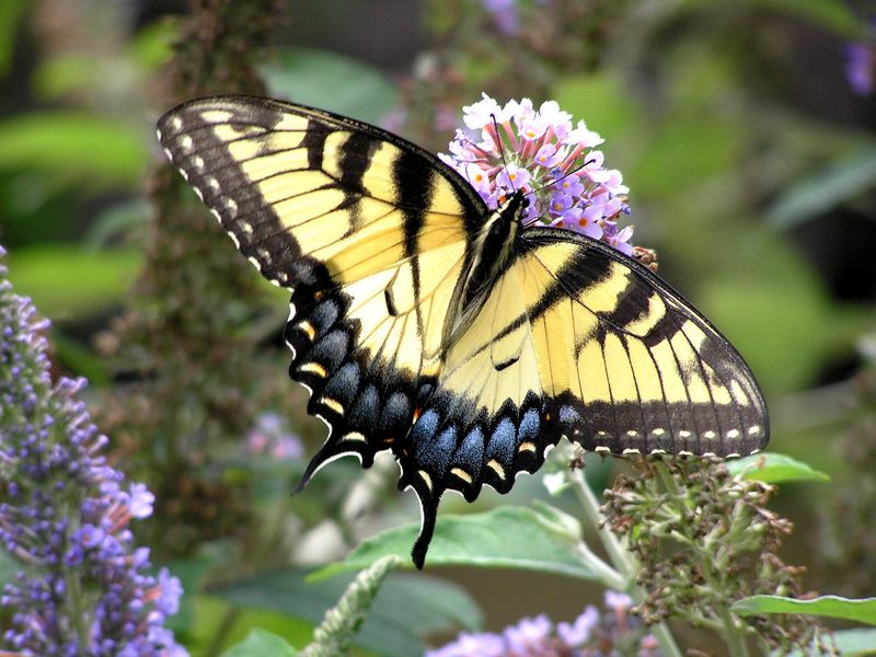 Elusive Butterfly Colored in Yellow | Smithsonian Photo Contest ...