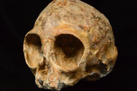 Nyanzapithecus alesi skull