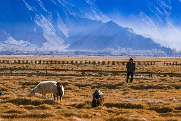 Shepherd under snow mountains thumbnail