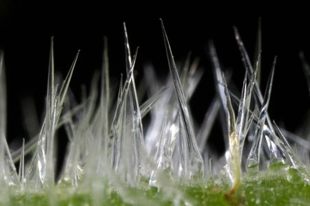 Some animals eat the leaves, but the venomous spines are certainly enough to discourage humans from getting too close. 