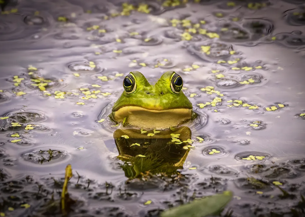 Out walking around wetlands, and saw this cutie.