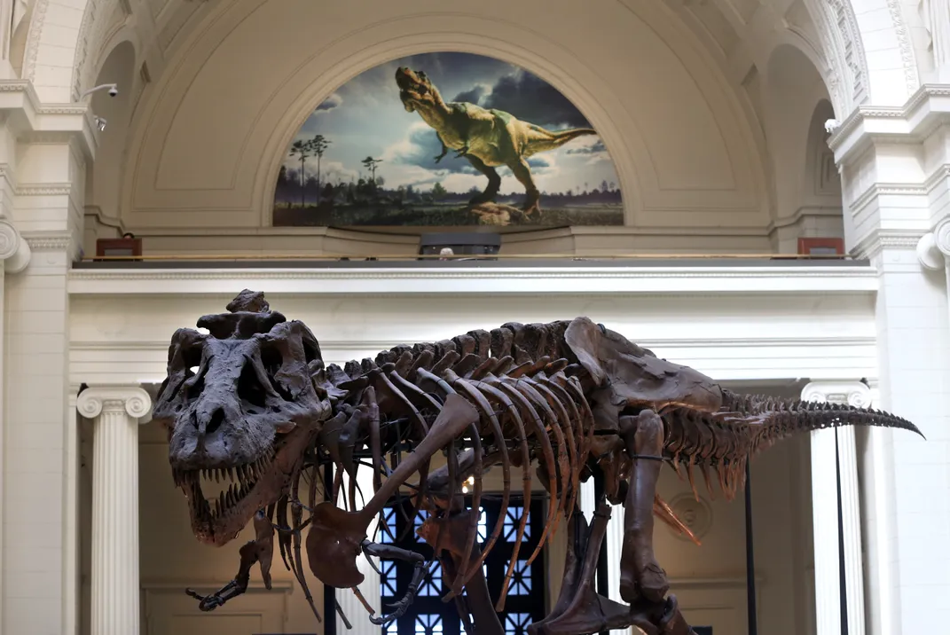 t-rex skeleton in museum with a t-rex illustration behind it