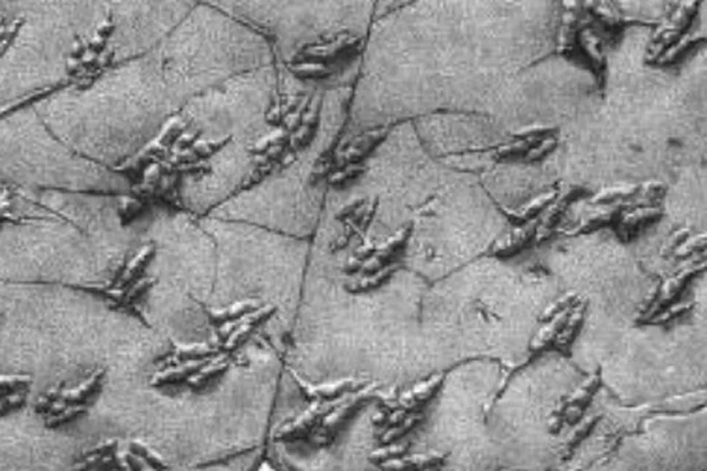 20111219034020dinosaur-tracks-thumb.jpg