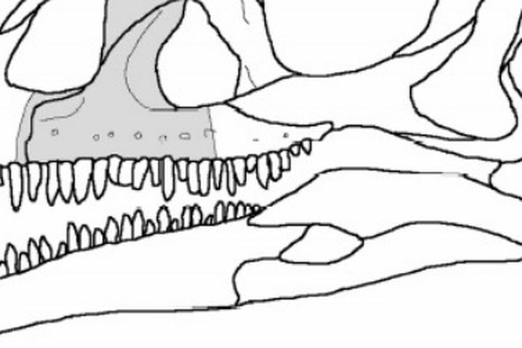 The shape of the "Pachysuchus" fossil (in grey) set into a sauropodomorph dinosaur skull