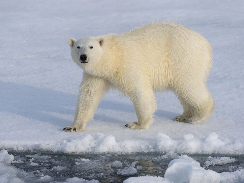 Polar bear standing on ice