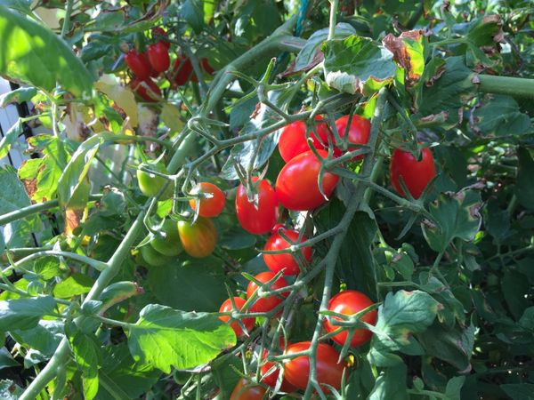 Home Garden, Cherry Tomatoes thumbnail
