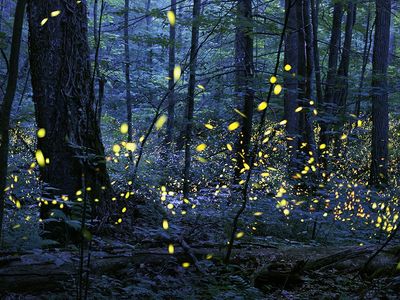 Park-goers hoping to catch a glimpse of the synchronized flashing of fireflies can soon enter a lottery.