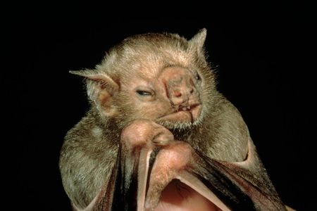A common vampire bat (Desmodus rotundus) isn't as scary as its name might suggest. 