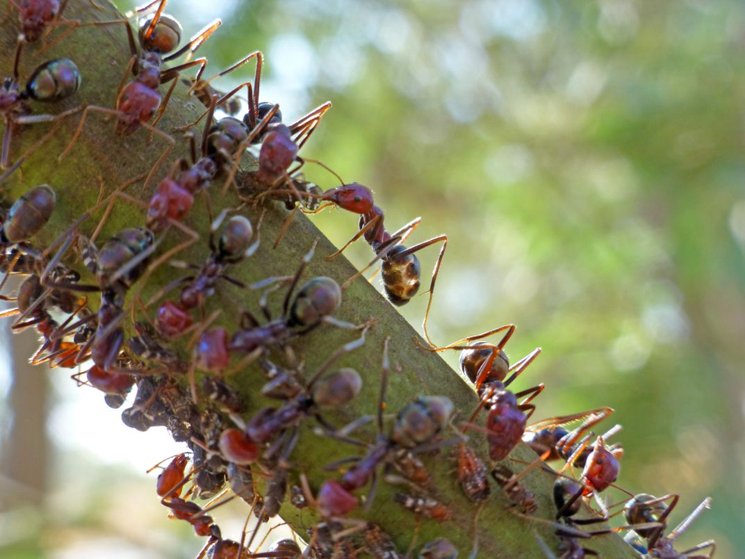 Ant food source