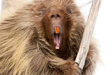 The porcupine is among the animals that thrive beneath winter snows.