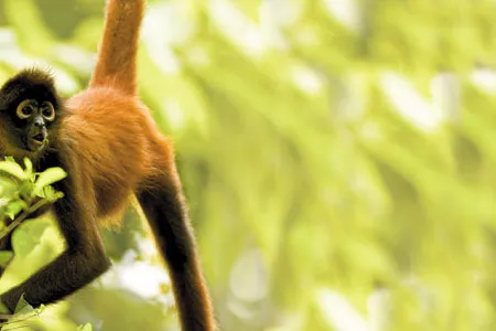 Spider monkey (Ateles geoffroyi) hangs by tail with mouth open.