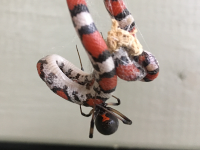 A juvenile scarlet snake stuck in the web of a brown widow spider in Georgia.
