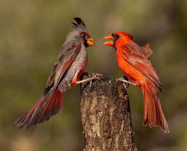 Pyrrhuloxia and Northern Cardinal on top of tree stump. thumbnail