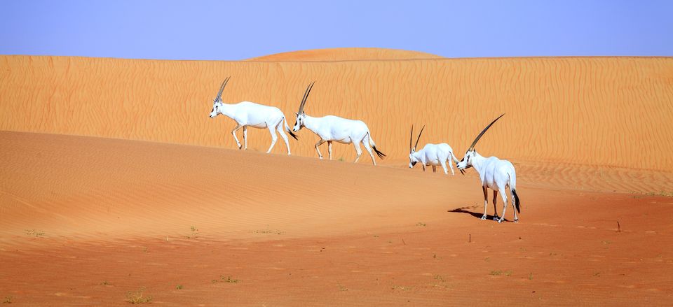  Arabian Oryx at the Desert Conservation Reserve 