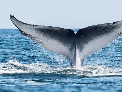 Blue whale earplugs can reveal some of these aquatic giants’ life events.
