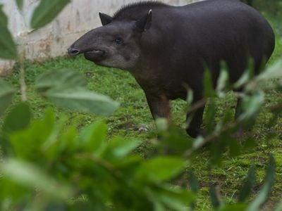 Omaca, the sample eating Tapir (tried, but did not succeed). Jokes aside, a remarkable animal to be around while doing science! Photo credit: Benjamin Blonder.