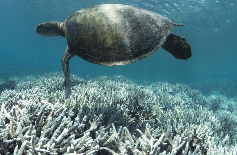 Turtle and Coral