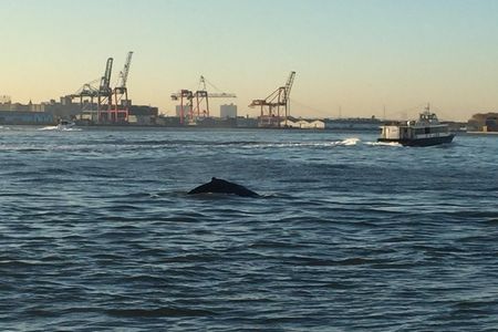 This whale is on is own sightseeing tour. 