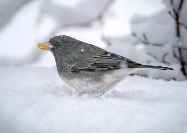 Junco With A Mouthfull thumbnail