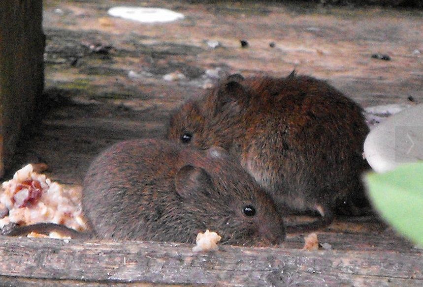 voles