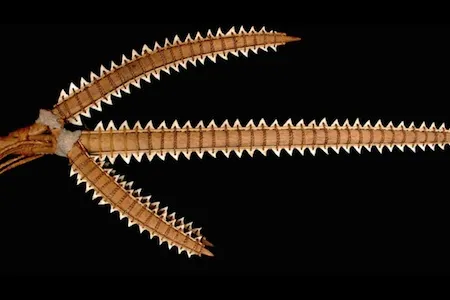 A trident lined with shark teeth, used in the study.