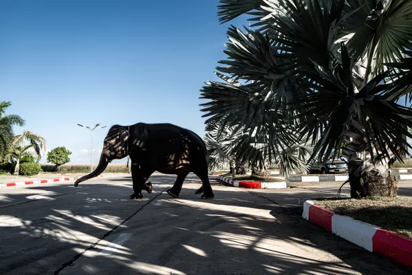 An Elephant In A Parking Lot thumbnail