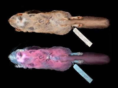 The team analyzed 135 squirrel specimens under visible and ultraviolet light