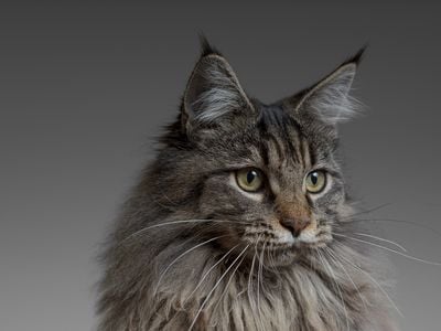 Cats can be infected with plague by flea bites or by eating infected rodents.