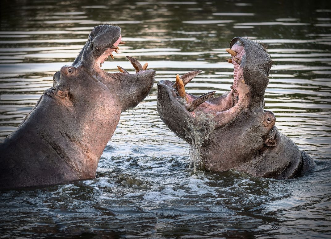What Big Teeth You Have Smithsonian Photo Contest Smithsonian Magazine