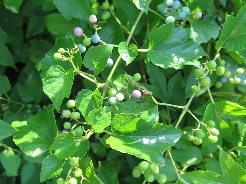 A green leafed plant with green, lilac and blue berries.