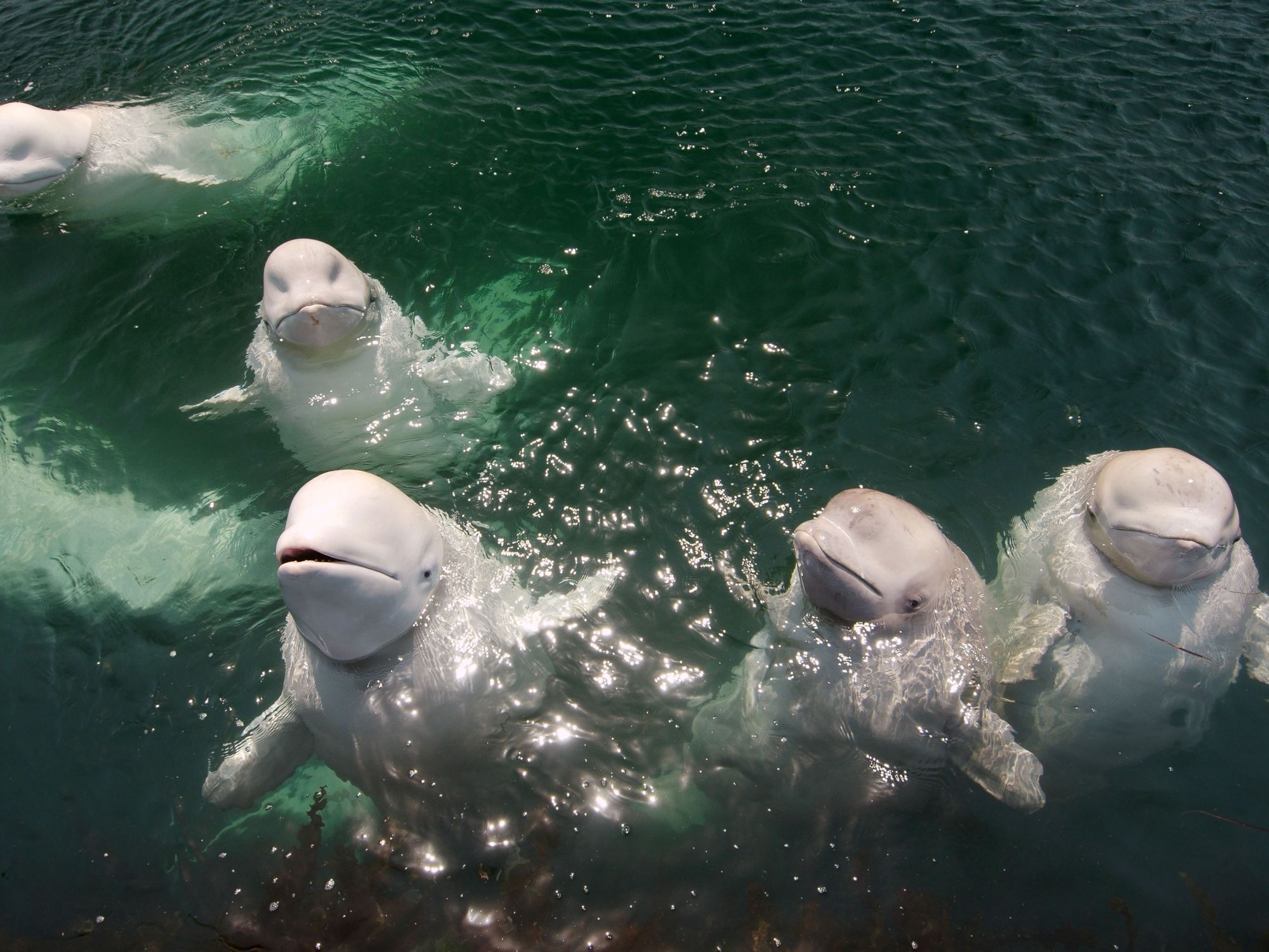 How Culture Guides Belugas' Annual Odysseys Across the Arctic