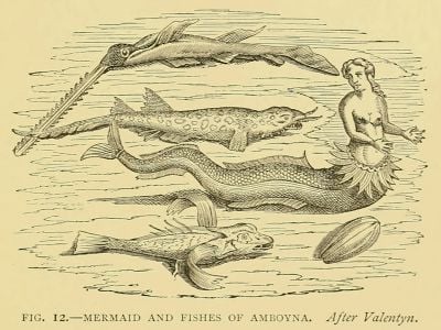 A mermaid as depicted in Sea Fables Explained by Henry Lee, published in 1883. 