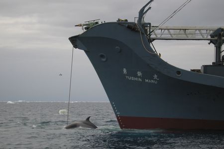 A whale is captured by the Yushin Maru, a Japanese harpoon vessel.