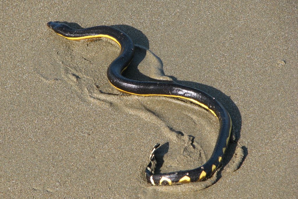 yellow-bellied sea snake